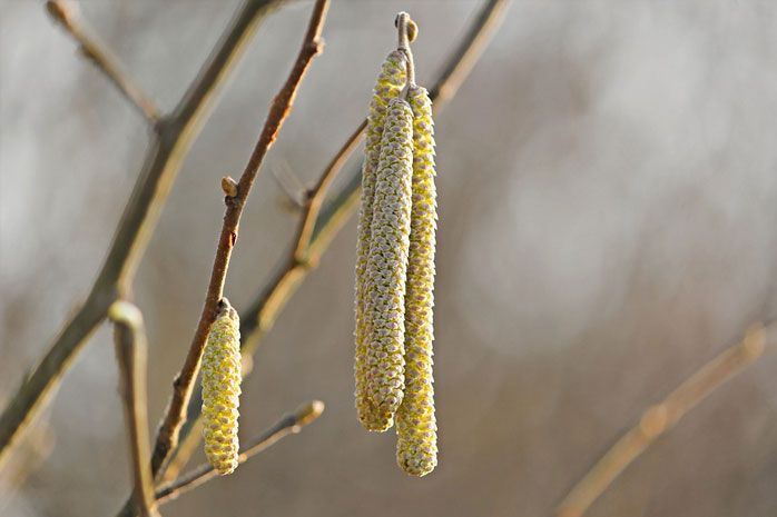 Pollen - Heuschnupfen